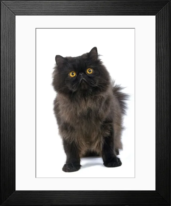 Framed Print : Black Persian Cat Framed Print : Black Persian Cat