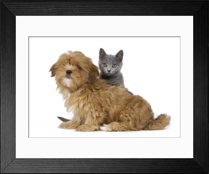 Framed Print : Dog & Cat - Lhassa Apso puppy with Chartreux Kitten in studio Framed Print : Dog & Cat - Lhassa Apso puppy with Chartreux Kitten in studio
