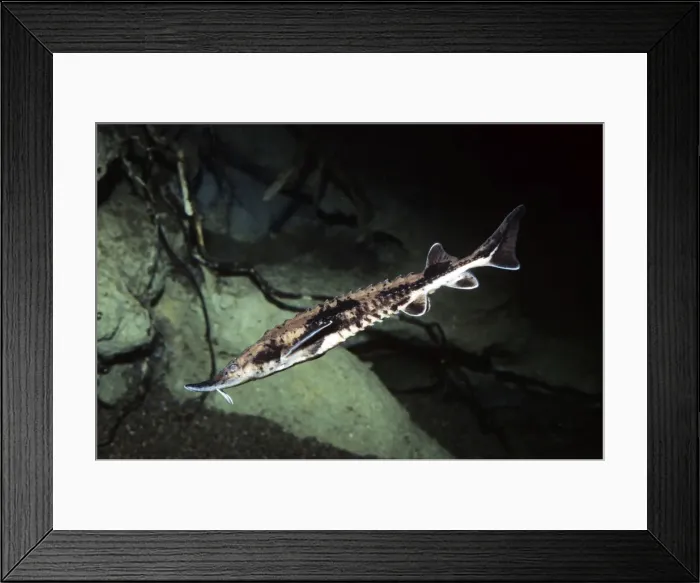 Framed Print : Lake Sturgeon - Great Lakes region - Mississippi - USA Framed Print : Lake Sturgeon - Great Lakes region - Mississippi - USA