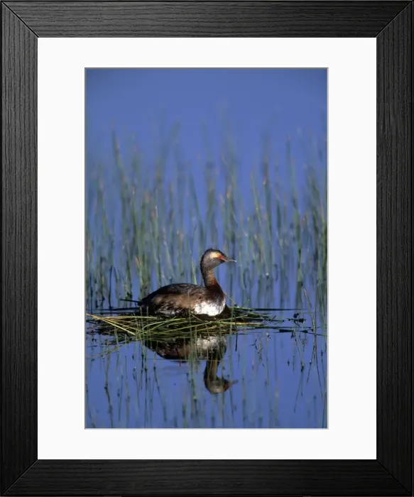 Framed Print : Horned Grebe - Alberta - Canada