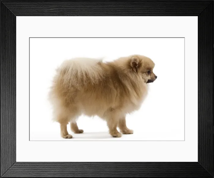 Framed Print : Dog - Spitz Nain Framed Print : Dog - Spitz Nain