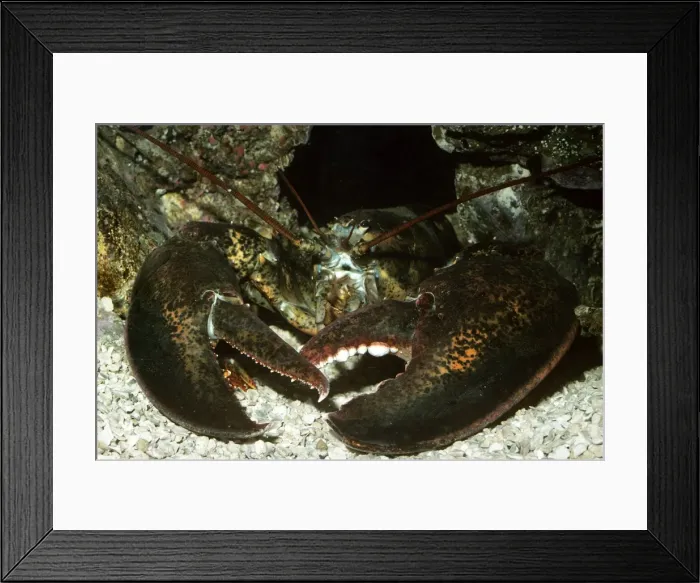 Framed Print : American Lobster Framed Print : American Lobster