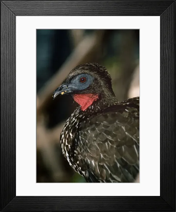 Framed Print : Crested Guan - South America Framed Print : Crested Guan - South America