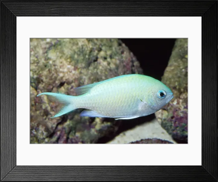 Framed Print : Green Chromis / Damselfish / Puller - reefs - Red Sea - Indonesia Framed Print : Green Chromis / Damselfish / Puller - reefs - Red Sea - Indonesia