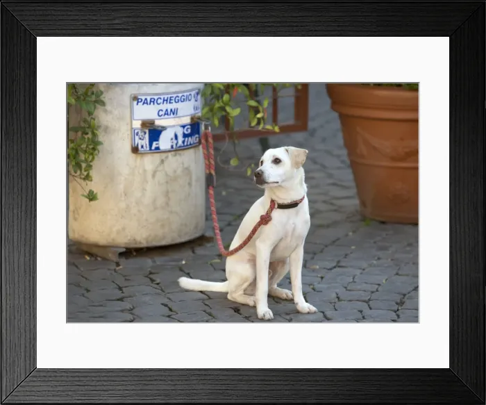 Framed Print : Dog - Labrador on lead at dog parking station - Rome - Italy Framed Print : Dog - Labrador on lead at dog parking station - Rome - Italy