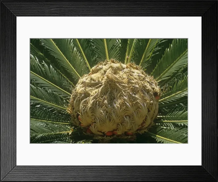 Framed Print : Sago Palm - fruit Framed Print : Sago Palm - fruit