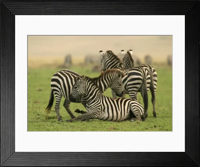 Framed Print : Burchell's  /  Common  /  Plains Zebra LA 642 Equus burchelli © J. M. Labat  /  ardea. com