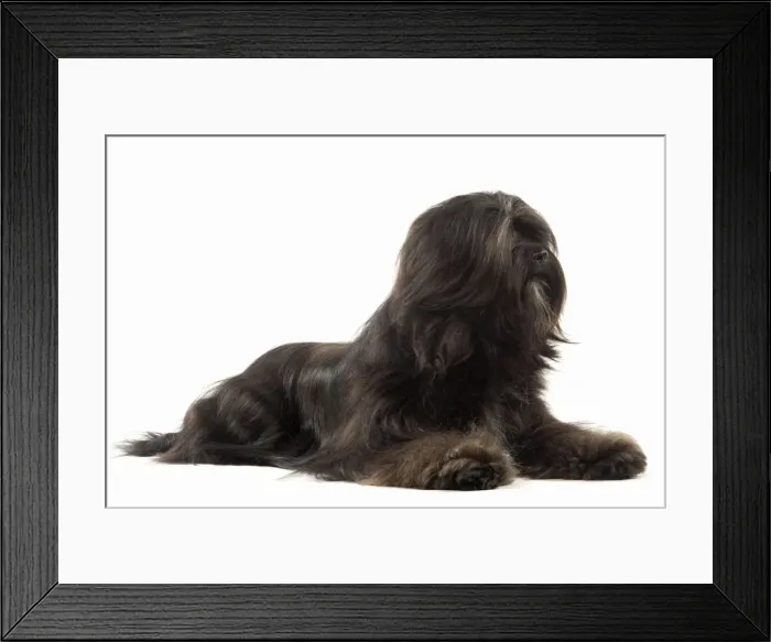 Framed Print : Dog - Tibetan Terrier