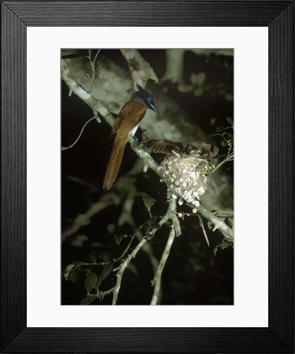 Framed Print : Pardadise Flycatcher Framed Print : Pardadise Flycatcher