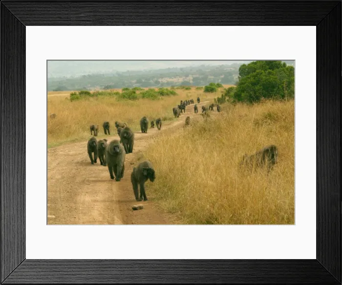 Framed Print : Olive Baboons LA 640 Troupe walking along track Papio anubis © J. M. Labat / ardea. com Framed Print : Olive Baboons LA 640 Troupe walking along track Papio anubis © J. M. Labat / ardea. com
