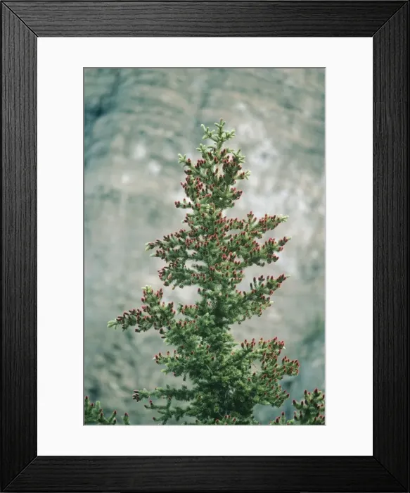 Framed Print : Subalpine Fir - with young cones Framed Print : Subalpine Fir - with young cones