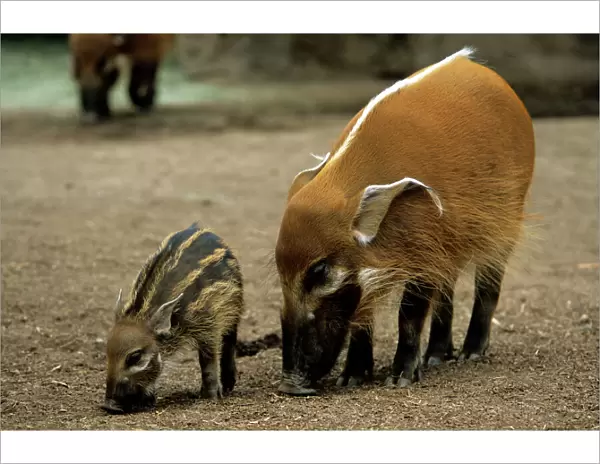 Red River Hog - female with young