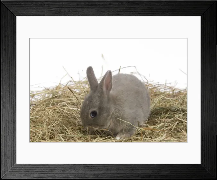 Framed Print : Young Rabbit - in studio hay Framed Print : Young Rabbit - in studio hay