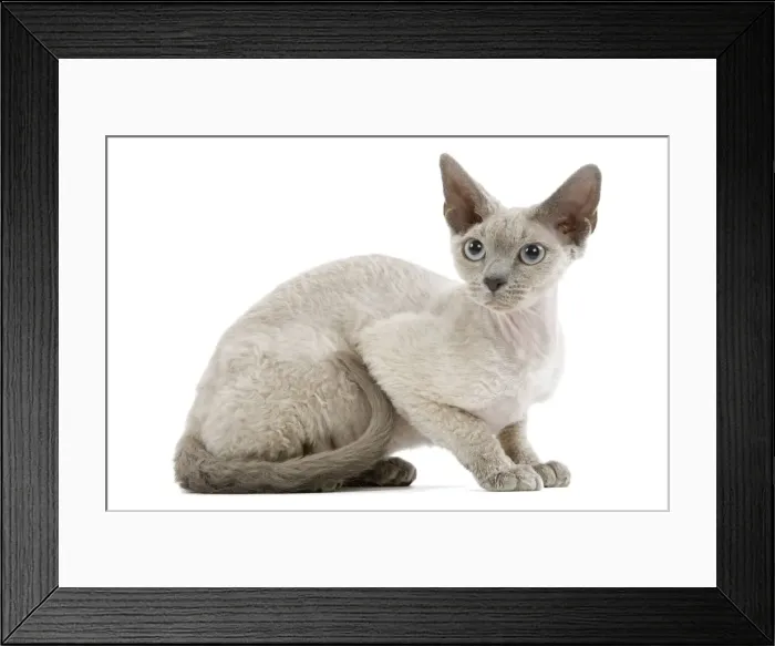 Framed Print : Cat - Devon Rex - blue - in studio Framed Print : Cat - Devon Rex - blue - in studio
