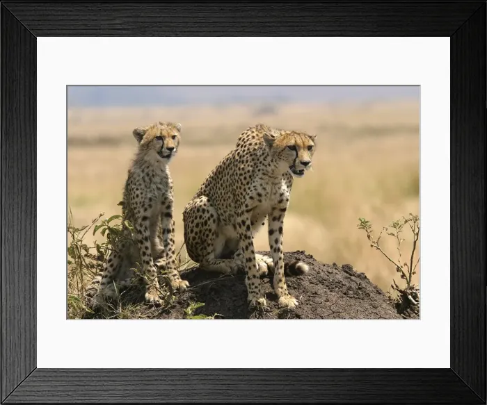 Framed Print : Cheetah LA 633 Adult with young - Transmara, Maasai Mara, Kenya Acinonyx jubatus © J. M. Labat / ardea. com Framed Print : Cheetah LA 633 Adult with young - Transmara, Maasai Mara, Kenya Acinonyx jubatus © J. M. Labat / ardea. com