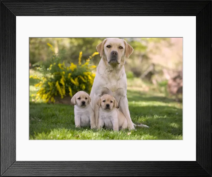 Framed Print : Dog - Labrador adult with two puppies Framed Print : Dog - Labrador adult with two puppies