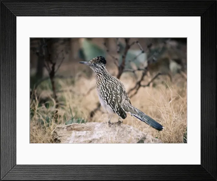 Framed Print : Greater Roadrunner KFO 305 South USA to South Mexico Geococcyx californianus © Kenneth W. Fink / ardea. com Framed Print : Greater Roadrunner KFO 305 South USA to South Mexico Geococcyx californianus © Kenneth W. Fink / ardea. com