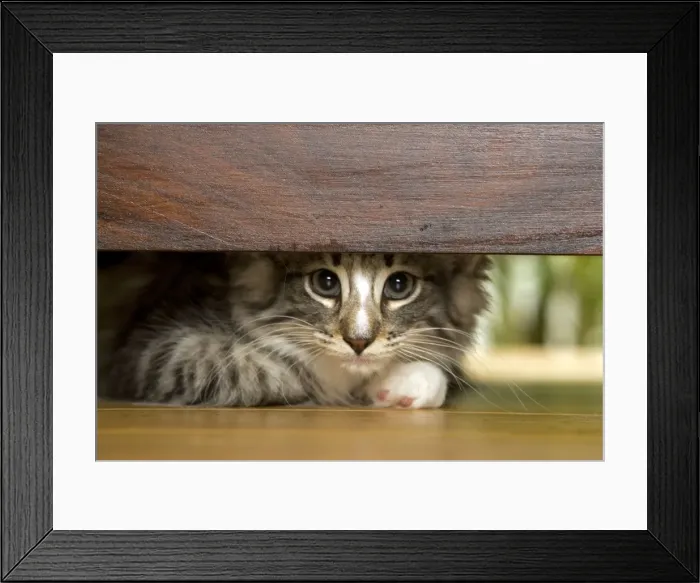 Framed Print : Norwegian Forest Cat Framed Print : Norwegian Forest Cat
