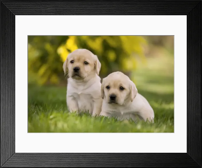 Framed Print : Dog - Labrador puppies Framed Print : Dog - Labrador puppies