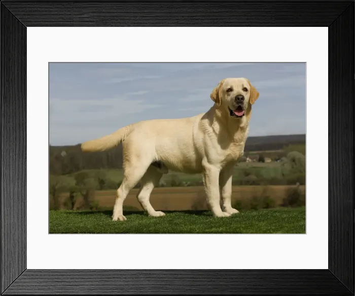 Framed Print : Dog - Labrador outside Framed Print : Dog - Labrador outside