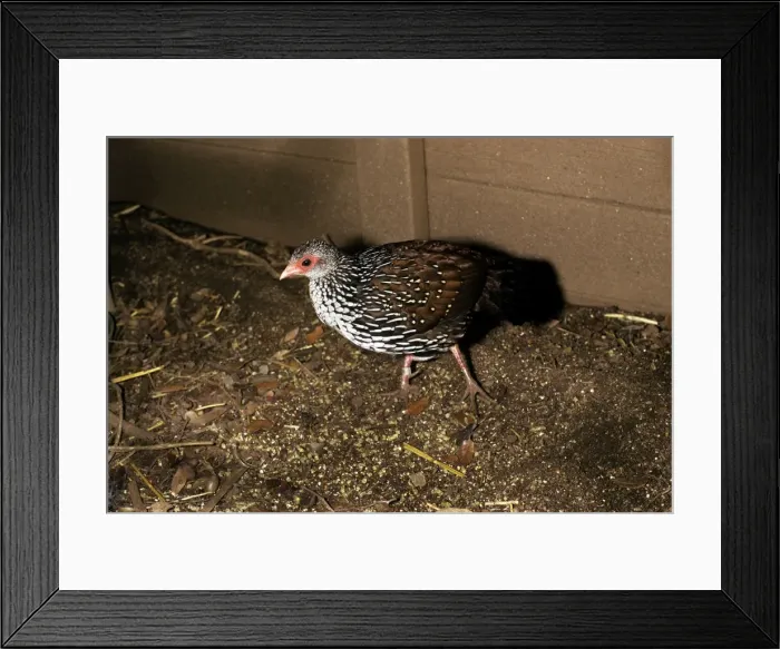 Framed Print : Ceylon Spurfowl - male Framed Print : Ceylon Spurfowl - male