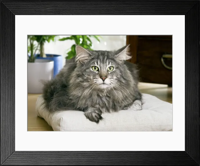 Framed Print : Norwegian Forest Cat Framed Print : Norwegian Forest Cat