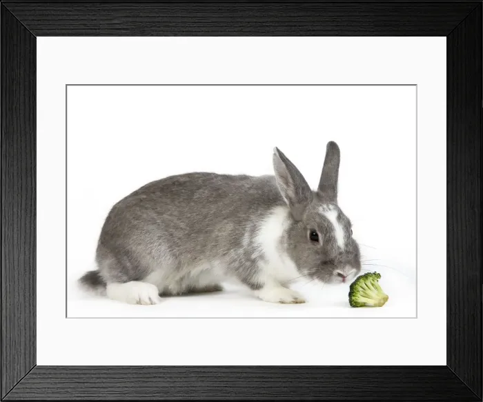 Framed Print : Domestic Rabbit - in studio sniffing brocoli Framed Print : Domestic Rabbit - in studio sniffing brocoli