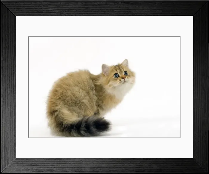 Framed Print : Golden shaded Persian Cat Framed Print : Golden shaded Persian Cat