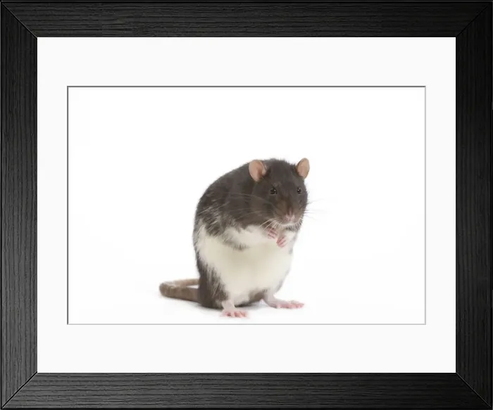 Framed Print : Rat - in studio Framed Print : Rat - in studio