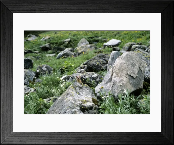 Framed Print : Himalayan Weasel - Great Himalayan National Park - Pradesh - India Framed Print : Himalayan Weasel - Great Himalayan National Park - Pradesh - India