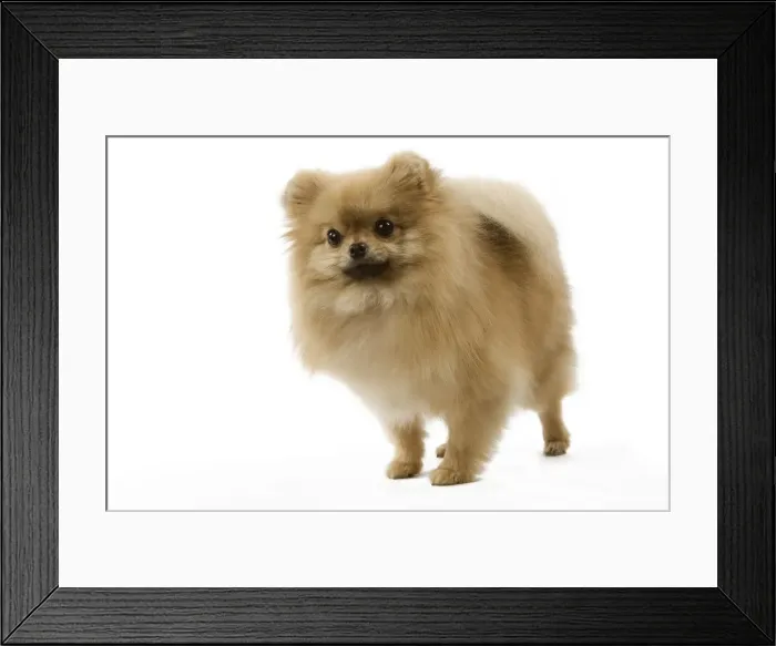 Framed Print : Dog - Dwarf Spitz / Spitz Nain Framed Print : Dog - Dwarf Spitz / Spitz Nain
