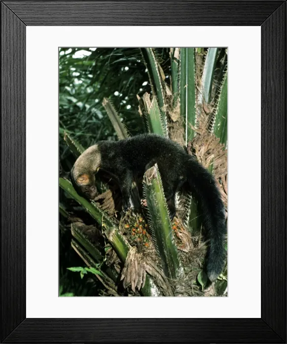 Framed Print : Tayra - Guyana - South America