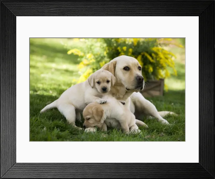 Framed Print : Dog - Labrador adult with two puppy Framed Print : Dog - Labrador adult with two puppy