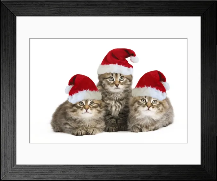Framed Print : Siberian Cat - kittens wearing Christmas hats Digital Manipulation: Hats (Su) Framed Print : Siberian Cat - kittens wearing Christmas hats Digital Manipulation: Hats (Su)