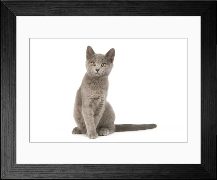 Framed Print : Cat - Chartreux Kitten in studio Framed Print : Cat - Chartreux Kitten in studio