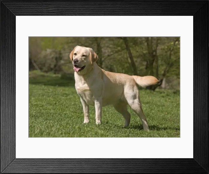 Framed Print : Dog - Labrador outside Framed Print : Dog - Labrador outside