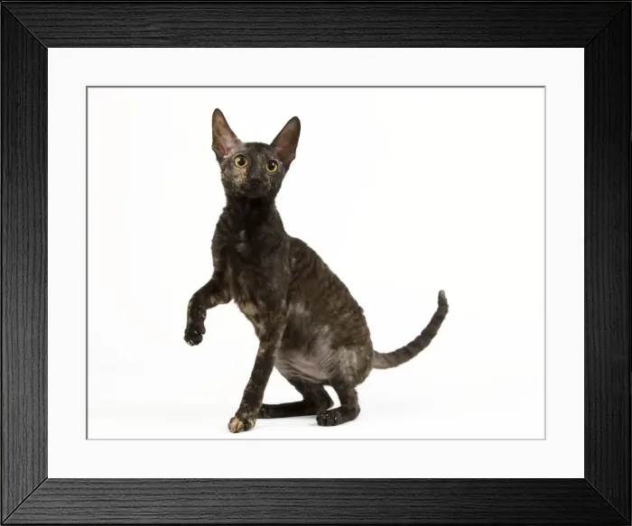 Framed Print : Cat - Rex Cornish in studio Framed Print : Cat - Rex Cornish in studio