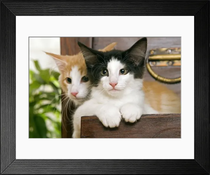 Framed Print : Norwegian Forest Cat - Kittens 2 months old Framed Print : Norwegian Forest Cat - Kittens 2 months old