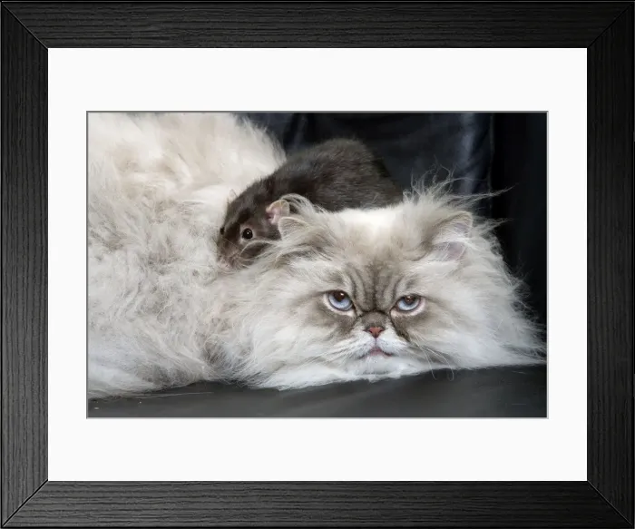 Framed Print : Persian Blue Colourpoint Cat - and Rat Framed Print : Persian Blue Colourpoint Cat - and Rat