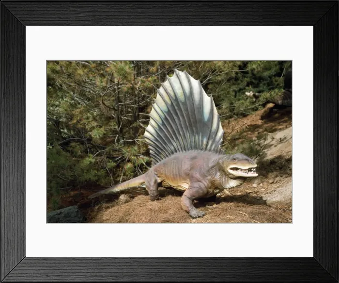 Framed Print : Prehistoric Reconstruction - pre-dinosaur dimetrodon - height 4ft - length 8ft - weight 150lb - Texas - USA Framed Print : Prehistoric Reconstruction - pre-dinosaur dimetrodon - height 4ft - length 8ft - weight 150lb - Texas - USA