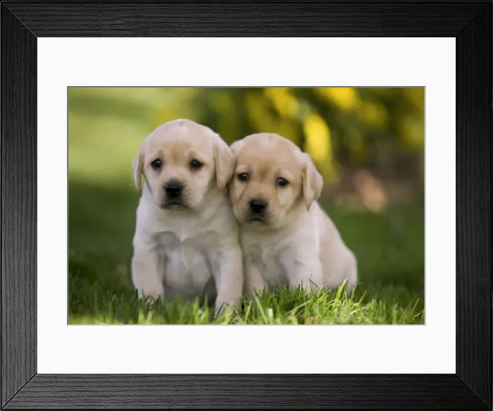 Framed Print : Dog - Labrador puppies Framed Print : Dog - Labrador puppies