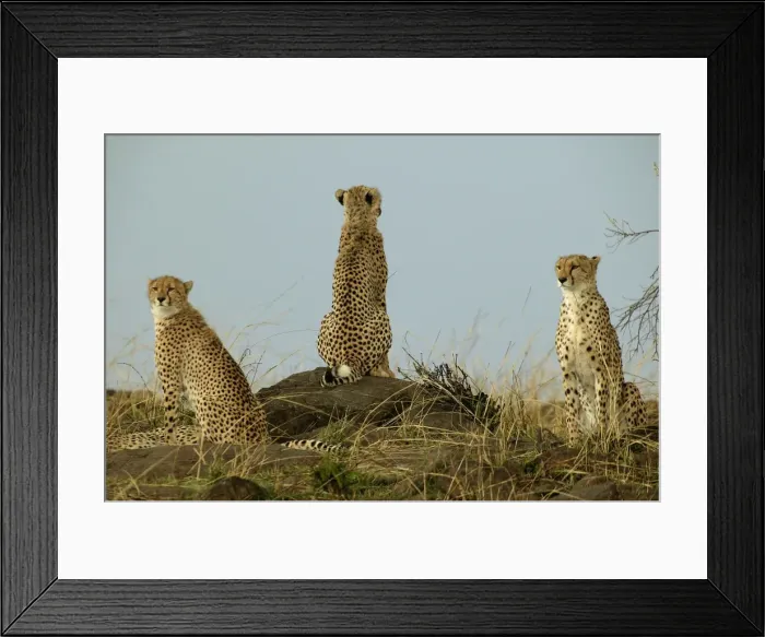 Framed Print : Cheetahs LA 629 Transmara, Maasai Mara, Kenya Acinonyx jubatus © J. M. Labat / ardea. com Framed Print : Cheetahs LA 629 Transmara, Maasai Mara, Kenya Acinonyx jubatus © J. M. Labat / ardea. com