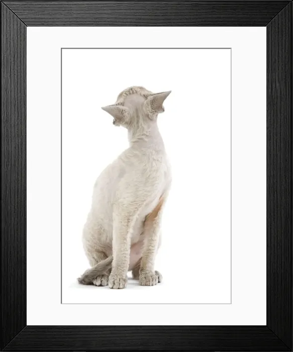 Framed Print : Cat - Devon Rex - blue - in studio looking away from camera Framed Print : Cat - Devon Rex - blue - in studio looking away from camera