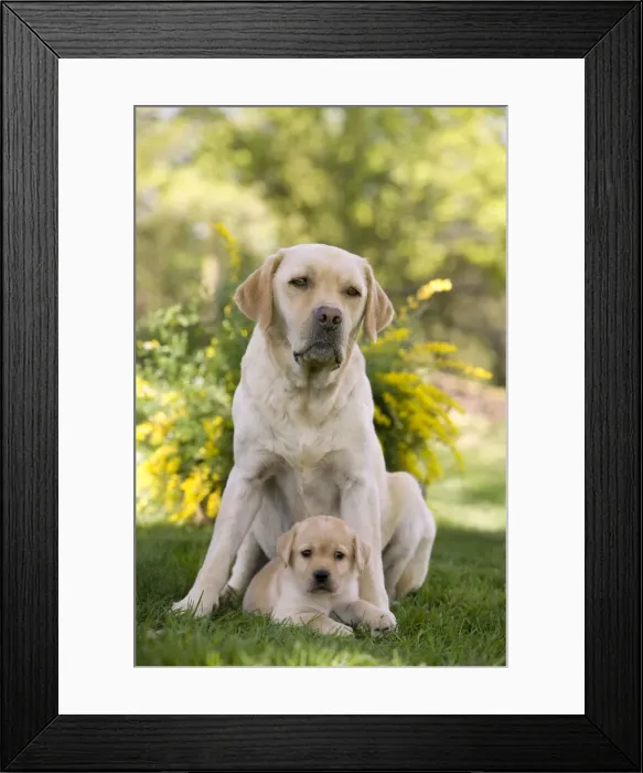 Framed Print : Dog - Labrador adult with two puppy Framed Print : Dog - Labrador adult with two puppy