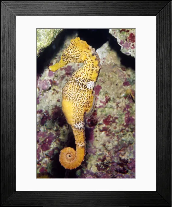Framed Print : Seahorse - Caribbean to South Pacific Framed Print : Seahorse - Caribbean to South Pacific