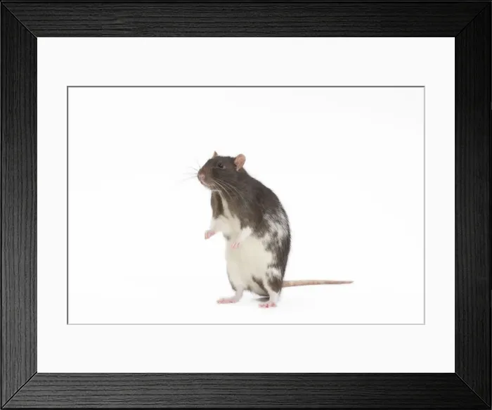 Framed Print : Rat - in studio on hind legs Framed Print : Rat - in studio on hind legs