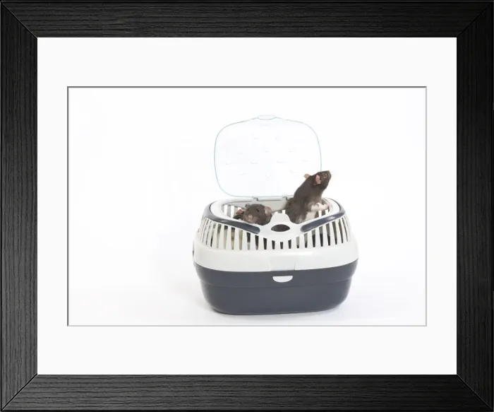 Framed Print : Rats - two in studio in carrying / travel basket Framed Print : Rats - two in studio in carrying / travel basket