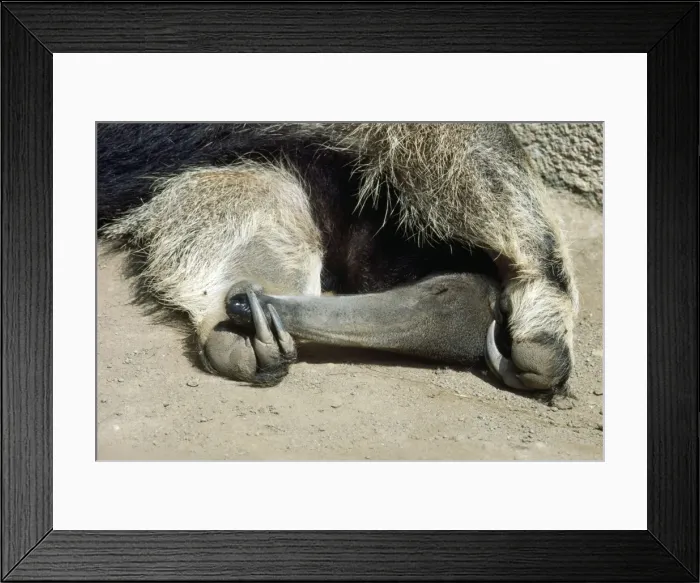 Framed Print : Southern Giant Anteater Framed Print : Southern Giant Anteater
