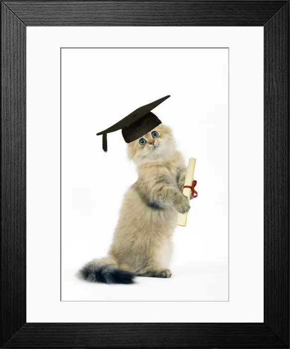 Framed Print : Cat - Shaded Golden Perisan on hind legs - in mortarboard and carrying scroll - captionable Digital Manipulation: mortarboard (ABM) scroll (Su) Framed Print : Cat - Shaded Golden Perisan on hind legs - in mortarboard and carrying scroll - captionable Digital Manipulation: mortarboard (ABM) scroll (Su)