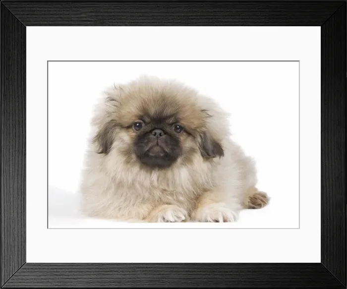 Framed Print : Dog - Pekingese puppy in studio Framed Print : Dog - Pekingese puppy in studio